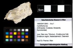 Foto (Objekt + Etiketten) von Cyclothyreus sp. 